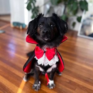 Scary Halloween Costume for Dogs - Enter the Magical World