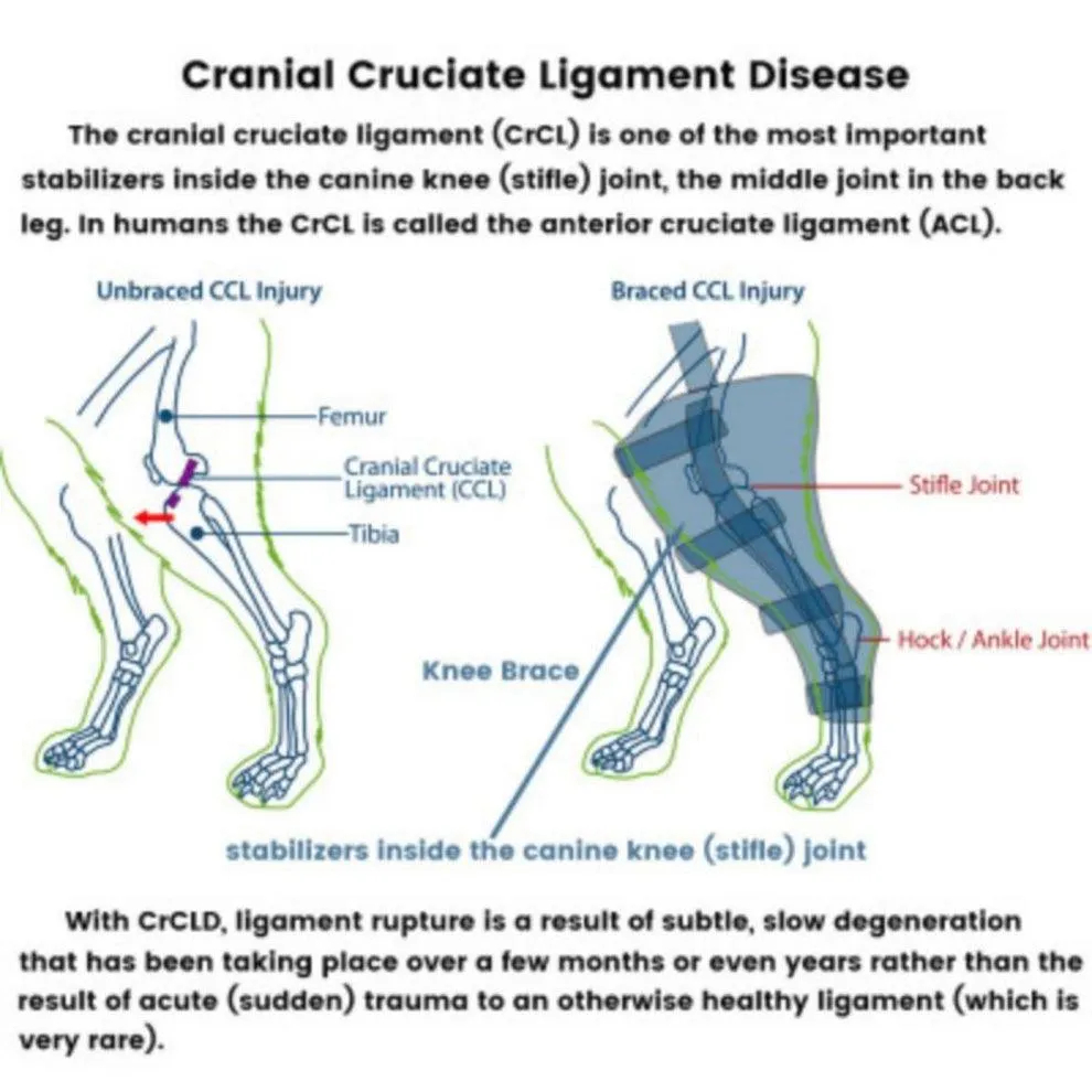 Dog Knee Brace - Cross Support for ACL / CCL / Limping / Joint Pain