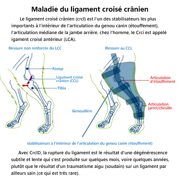 Genouillère pour chiens - Support Croisé pour ACL / CCL / Boiterie / Douleur Articulaire